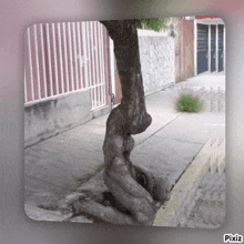 a picture of a tree on a sidewalk with pixiz written on the bottom right