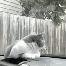 Cat Wipers Cat Fun GIF - Cat Wipers Cat Fun Cat Funny GIFs