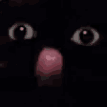 Blelele Cat GIF - Blelele Cat Lick GIFs