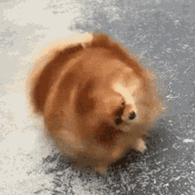Dog Shaking GIF