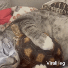 Sleeping Cat GIF - Sleeping Cat Turtle GIFs