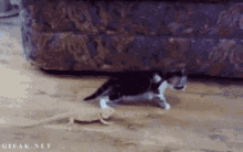 Funny Animals Cats GIF - Funny Animals Cats Bearded Dragons GIFs