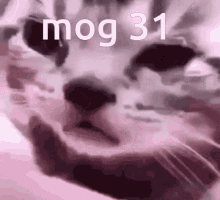 31 mog