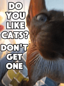 a picture of a cat with the words do you like cats do n't get one below it