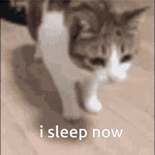 I Sleep Now Ok I Sleep Now GIF - I Sleep Now Ok I Sleep Now Cat I Sleep Now GIFs