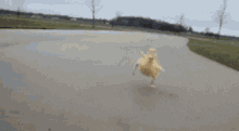 Duck Quack GIF - Duck Quack Running GIFs
