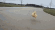 GIF