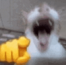 Laughing Cat Gato Rachando GIF - Laughing Cat Gato Rachando Rachando GIFs