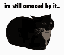 Cat Amazed GIF - Cat Amazed Spin GIFs