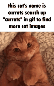 carrots cat meme cats orange cat