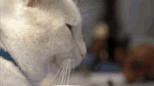 Can A Cat Recover From Feline Leukemia GIF - Can A Cat Recover From Feline Leukemia GIFs