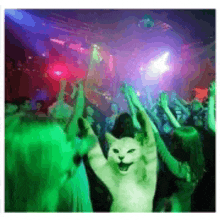 a cat is dancing in a crowd of people at a party
