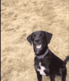 Funny Animals Smiling GIF - Funny Animals Smiling Dog GIFs