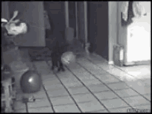 Cat Balloon GIF - Cat Balloon Pop GIFs