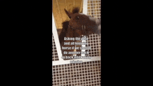 a horse is looking out of a window with a caption that says asking the wise and all knowing horse