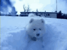 Samoyed Snow GIF - Samoyed Snow Samoyed Snow GIFs