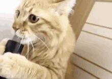 a cat is holding a black object in its mouth .