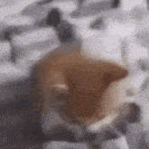 Dubstep Cat GIF - Dubstep Cat GIFs