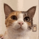 Cat Meow Cute GIF - Cat Meow Cute Kitten GIFs