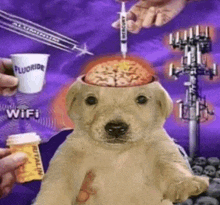 a dog with a brain sticking out of its head is being injected with a needle .