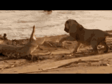Lion Crocodile GIF - Lion Crocodile Fight GIFs