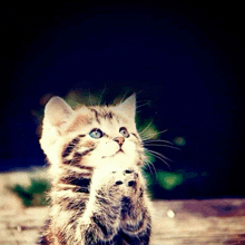 a small kitten with blue eyes is praying with its paws together