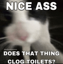 Clog Cat Meme GIF - Clog Cat Meme Cat Rizz GIFs