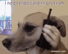 Dog Credit Card GIF - Dog Credit Card Txsm GIFs