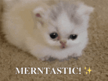 Mern The Kitten Mern Nation GIF - Mern The Kitten Mern Kitten GIFs