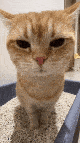 Cat Sigma GIF