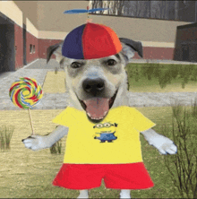 a dog wearing a yellow minion shirt and a colorful hat holds a lollipop