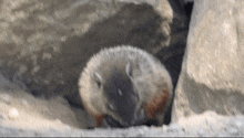 Groundhog Clumsy GIF - Groundhog Clumsy Clumsy Animal GIFs