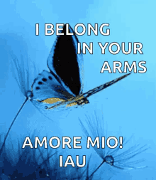 Butterfly Blue Butterfly GIF - Butterfly Blue Butterfly Fly GIFs