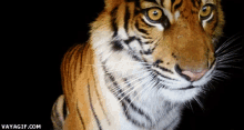 Un Tigre Muy Curioso GIF - Curioso Curiosidad Tigre GIFs