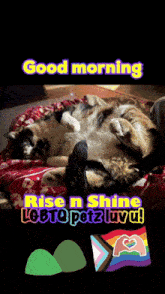 two cats laying on a blanket with the words good morning rise n shine lgbtq petz luv
