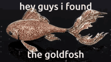 goldfosh goldfosh hunt goldfish max fosh treasure