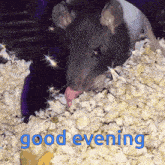 Good Evening Rat GIF