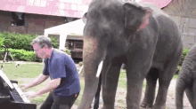 A Man Played Music Next For Elephants - What They Did Next Will Amaze You! GIF - Elephant Piano Play GIFs