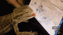 Bearded Lizard GIF - The Best Fails Ipad Bugs GIFs