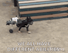 Handicap Disabled GIF - Handicap Disabled Dog GIFs