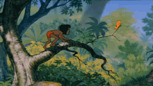 the mowgli