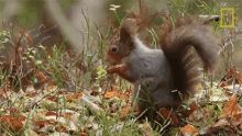 eating wild nordic squirrel munching hungry