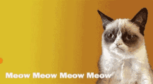 No Grumpy Cat GIF - No Grumpy Cat Meow GIFs