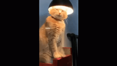 Hensigt spisekammer metal Cat Lamp GIF - Cat Lamp Light - Discover & Share GIFs