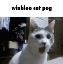 Winbloo Cat Winbloo GIF - Winbloo Cat Winbloo Pog GIFs
