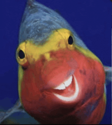 a close up of a fish with a big smile on its face