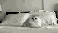 Frantic Cat GIF - Frantic Cat Panic GIFs