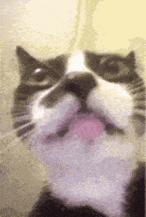 a close up of a black and white cat with its tongue hanging out .