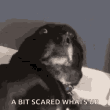 Fear Dog GIF - Fear Dog Scared GIFs