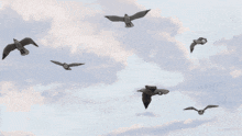 a seagull with a yellow beak is flying in the sky with other seagulls